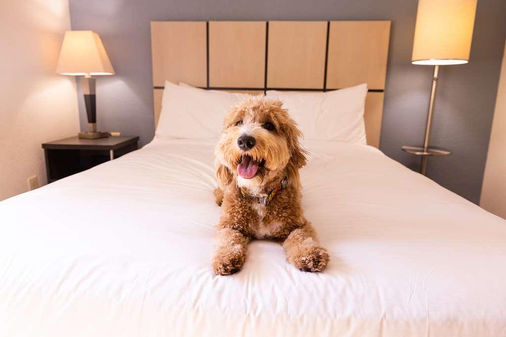 Sonesta Simply Suites Dallas Galleria Pokoj fotografie